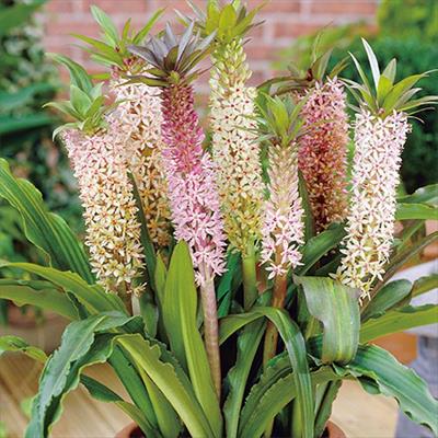 パイナップルリリー コモサミックス