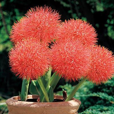 ハエマンサス ムルティフローラ