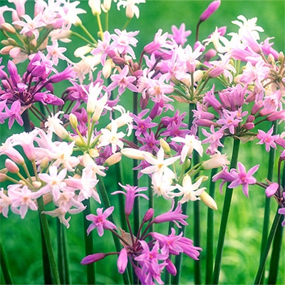 ツルバキア フラグランス ミックス