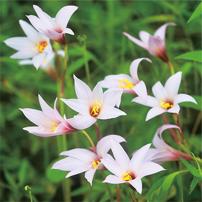 ハブランサス ウルグアイピンク