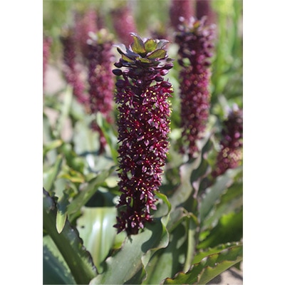 パイナップルリリー ブラックキャット