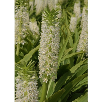 パイナップルリリー コモサホワイト