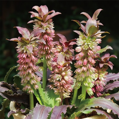 ユーコミス プンクタータ チョコレートパイン