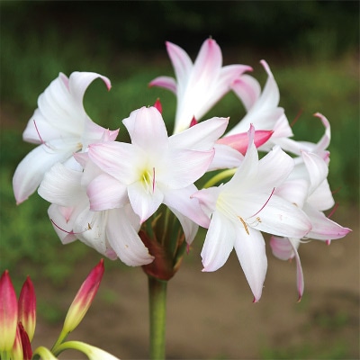 クリナム ミセスジェームスヘンドリー