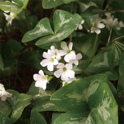 オキザリス 銀の舞