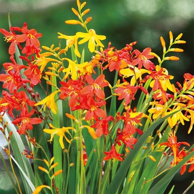 クロコスミア 混合