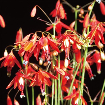 ベッセラ  エレガンス