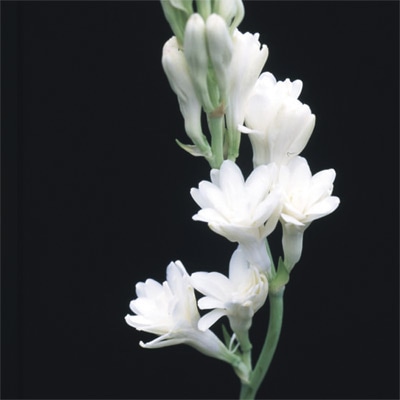 ポリアンテス チューベローズ