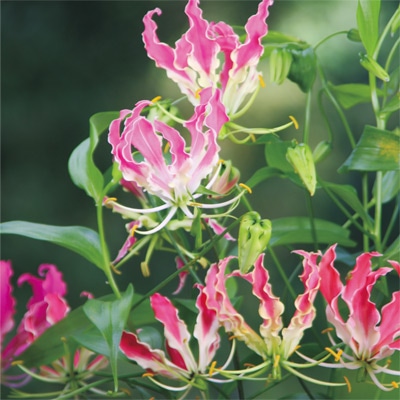 グロリオサ ピンク