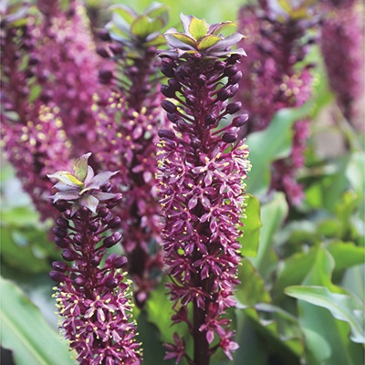 ユーコミス ブラックキャット