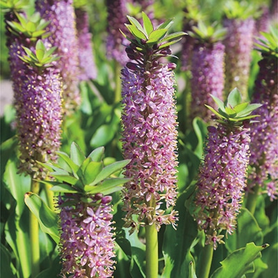 ユーコミス コモサパープル