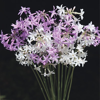 ツルバキア　 ビオラセアミックス