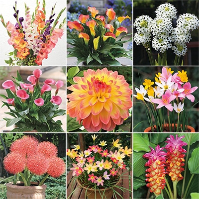 春の人気花球根 見計らいお買い得セット60球セット