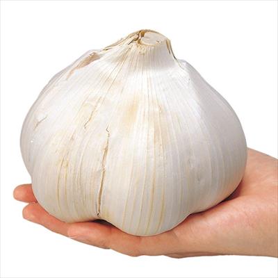 ジャンボニンニク