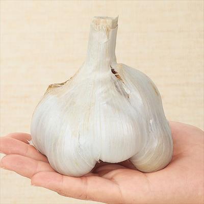 ニンニク 無臭ニンニク