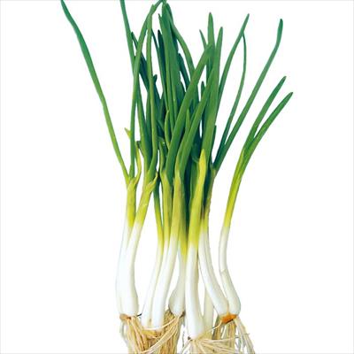 岐阜県産アサツキ