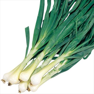 葉タマネギ用ホームタマネギ