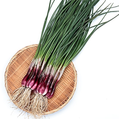 ラッキョウ 越のレッド