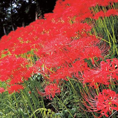 リコリス ラジアータ（ヒガンバナ）