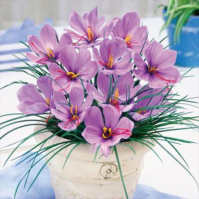 サフラン 特大球（球周約13cm）