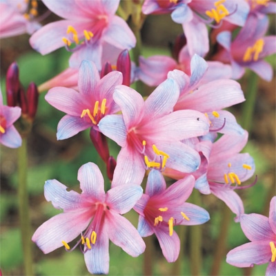 リコリス スプレンゲリ