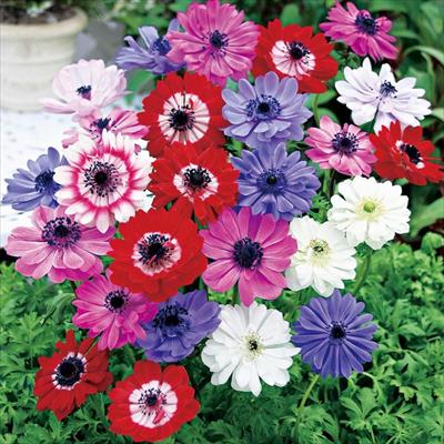 アネモネ セントブリッジ ミックス