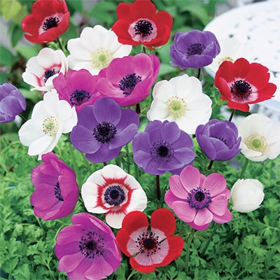 アネモネ デカン ミックス