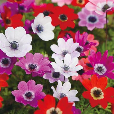 アネモネ フルゲンス