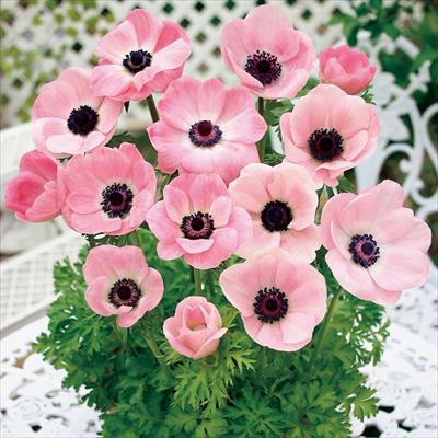 アネモネ ミストラル ピンク