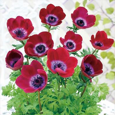 アネモネ ミストラル ワイン