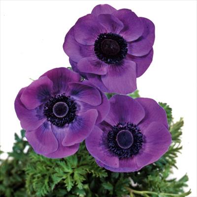 アネモネ デカン ブルー