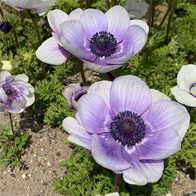 アネモネ デカン ブルー＆ホワイト