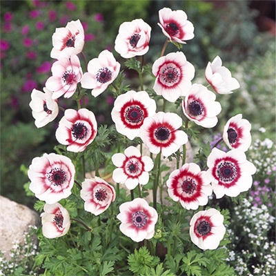 アネモネ デカン レッド＆ホワイト