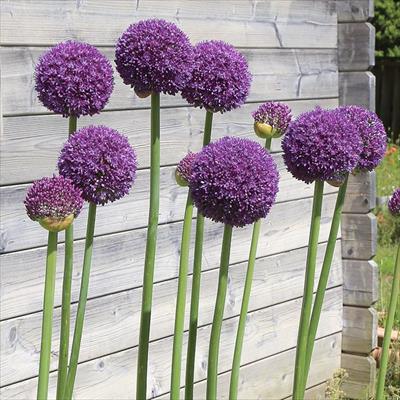 アリウム アーリーセンセーション