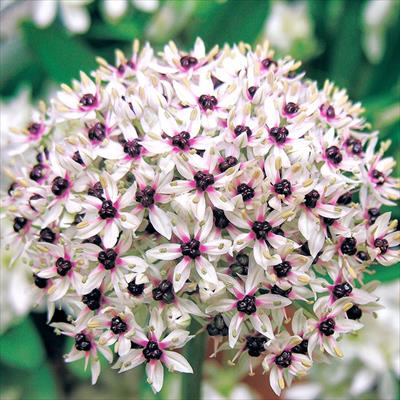 アリウム シルバースプリング