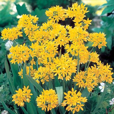 アリウム モーリー