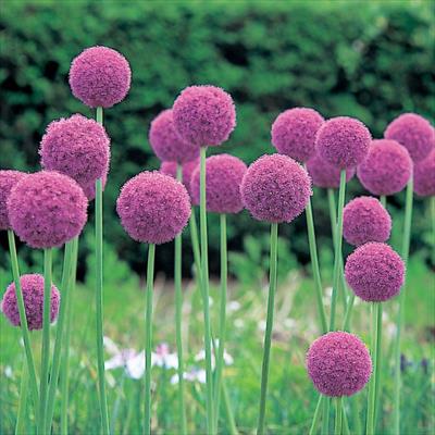 アリウム ギガンチューム