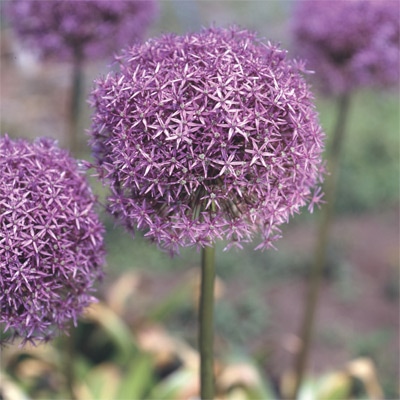 アリウム グローブマスター