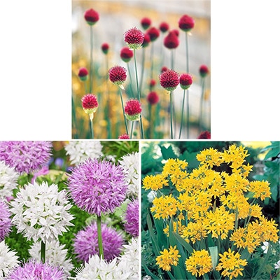 アリウム 3種見計らいお買い得セット