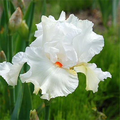 ジャーマンアイリス ノルディカ