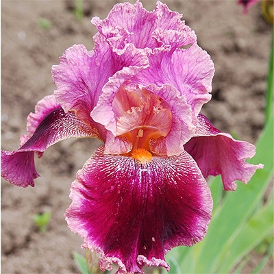 ジャーマンアイリス スピンオフ