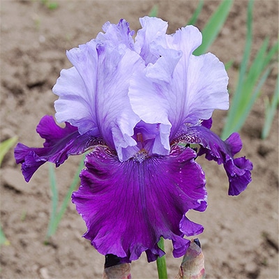 ジャーマンアイリス グレートギャッツビー