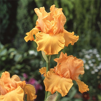 ジャーマンアイリス グッドショー