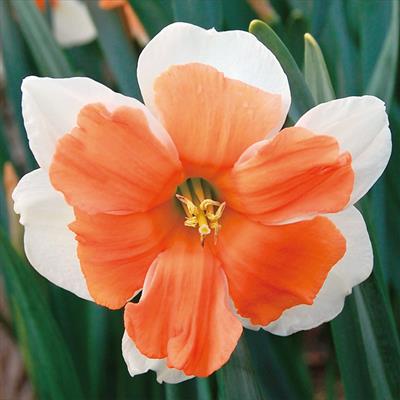 スイセン エレクトレス