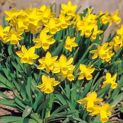 スイセン テータテート