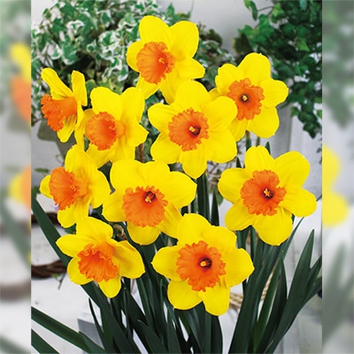 スイセン ピンパーネル