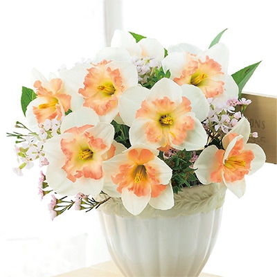 スイセン ピンクワンダー