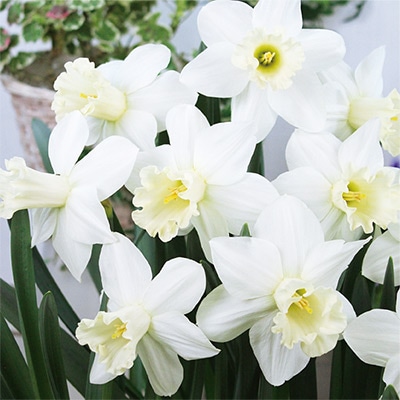 スイセン ウオッチアップ