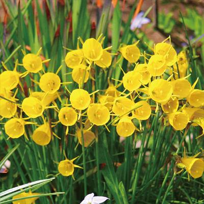 スイセン バルボコジウム ゴールデンベル