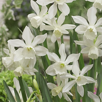 スイセン タリア